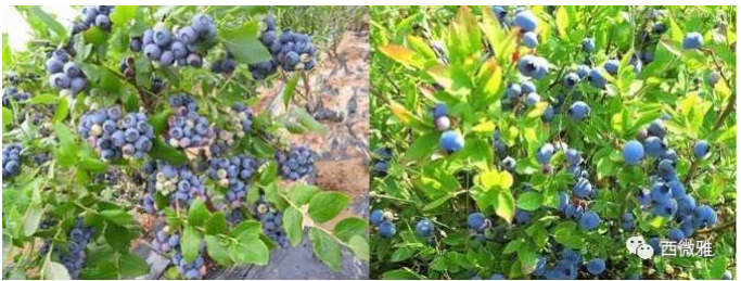 珍貴的果脯-藍莓干(圖6)